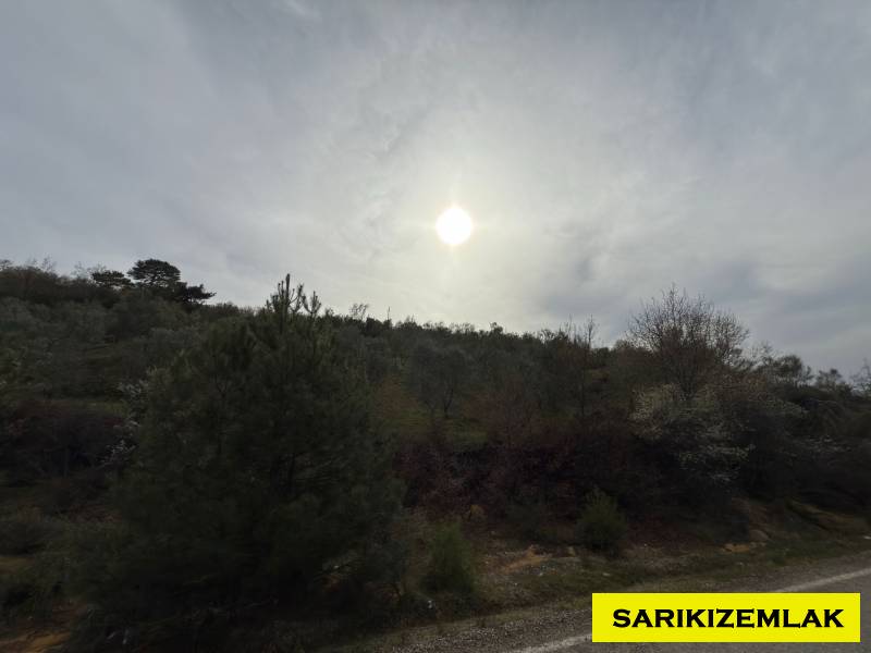 Havran Hallaçlar Mah`daZeytinlik. - 2